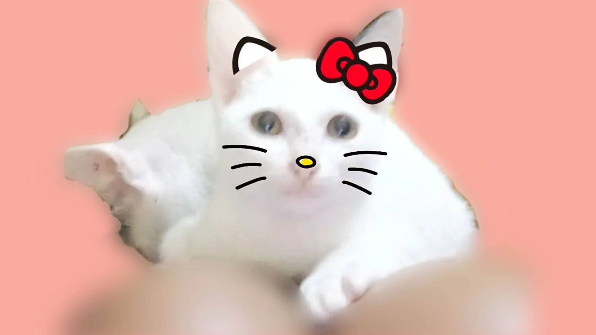 Petatas Ungu